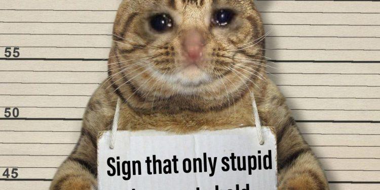 Tổng hợp 99 ảnh mèo ngáo ngơ hài hước nhất