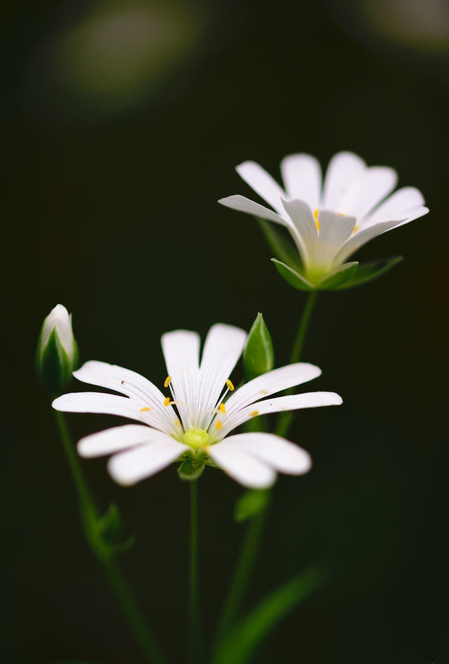 Những hình ảnh hoa đẹp nhất có một không hai