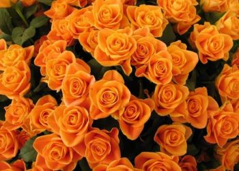 Tổng hợp 99 ảnh hoa đẹp nhất dành cho người yêu hoa