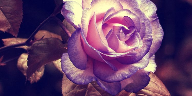 Ảnh đóa hoa hồng đẹp lạ