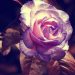 Ảnh đóa hoa hồng đẹp lạ