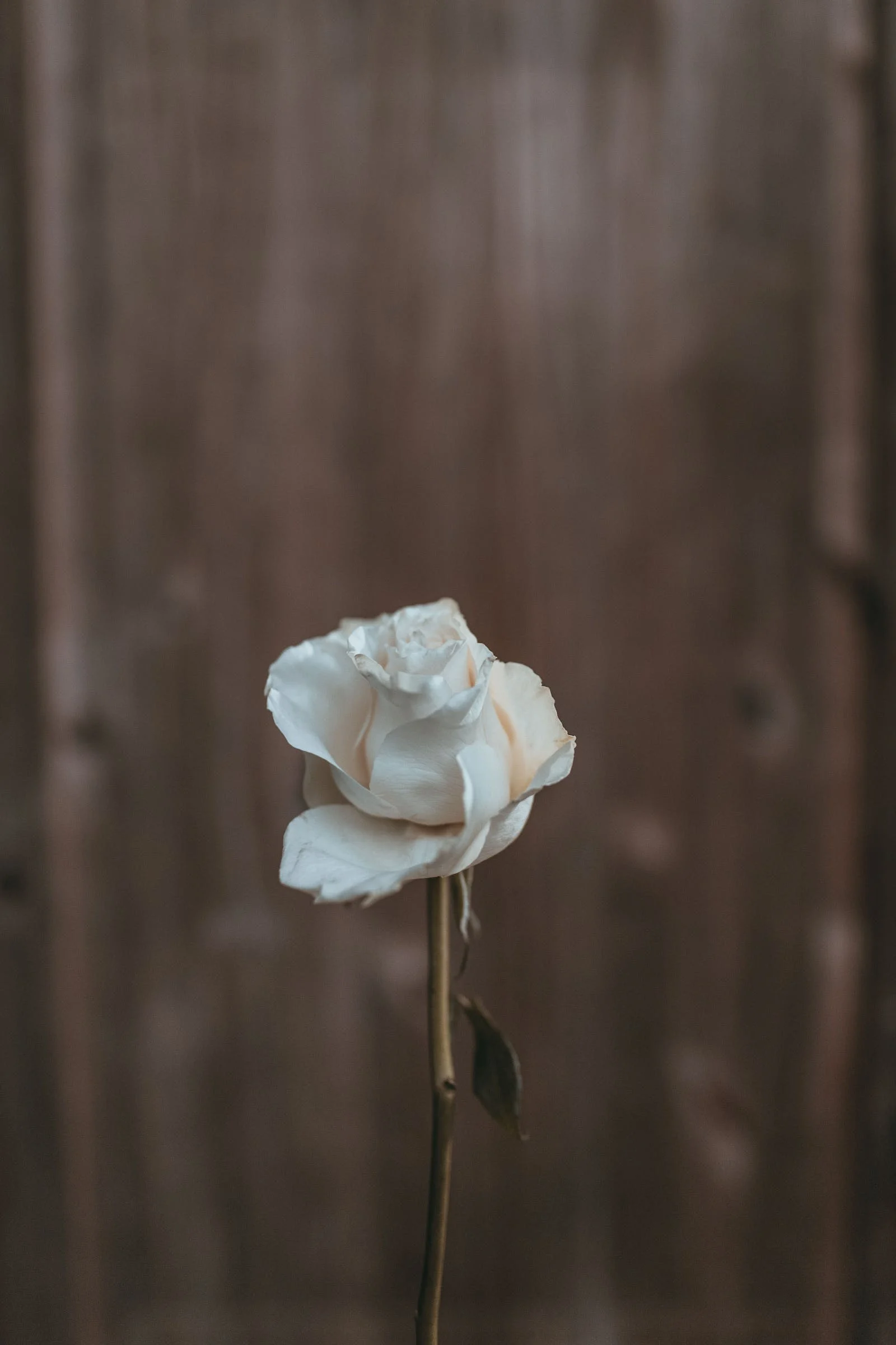 bông hoa trắng