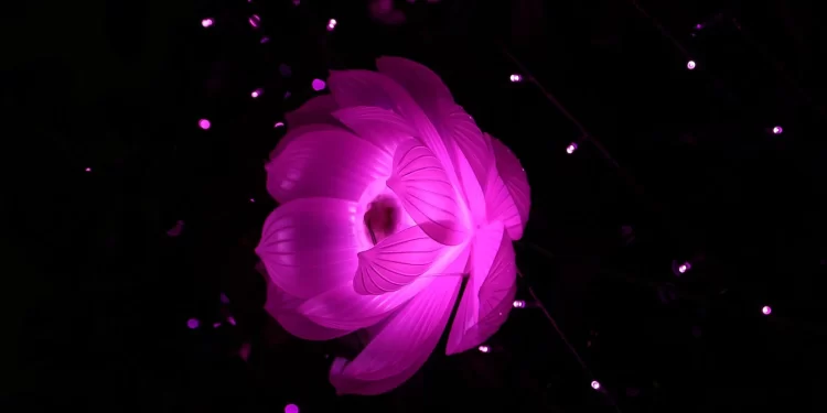 Hình ảnh hoa sen đẹp nhất thế giới